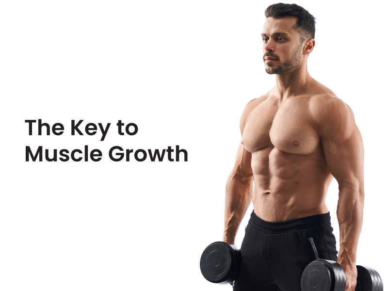 The Key to Muscle Growth
